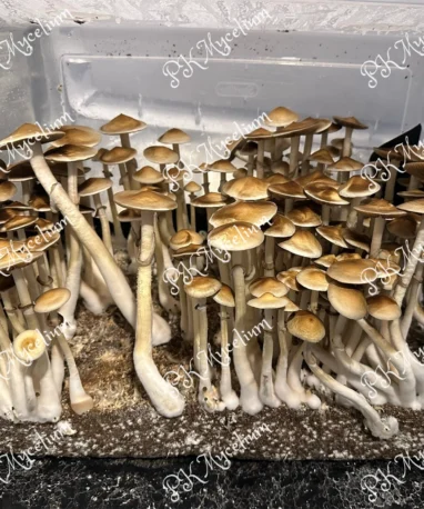 Alternative view of Kit Cultivo Colombiana