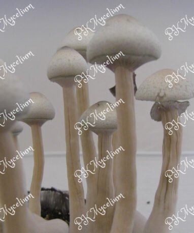 Alternative view of Kit Cultivo A+