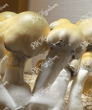 Alternative view of Kit Cultivo Avalanche