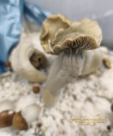 Alternative view of Kit Cultivo Ochraceocentrata