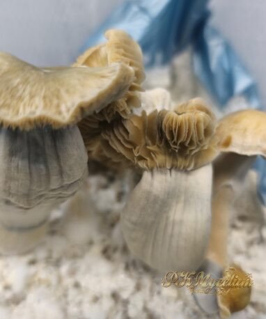 Kit Cultivo Ochraceocentrata