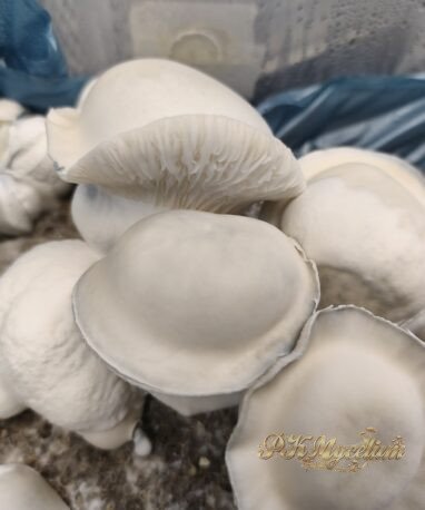 Alternative view of Placa Petri PK Mycelium Supernova