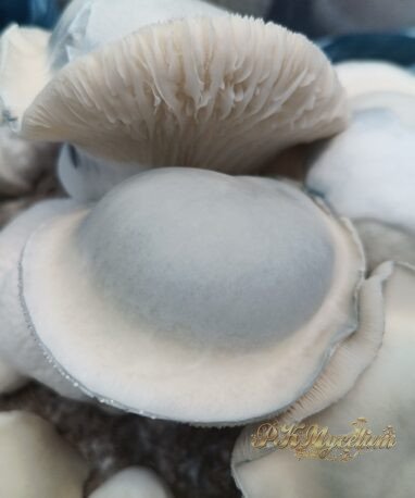 Placa Petri PK Mycelium Supernova