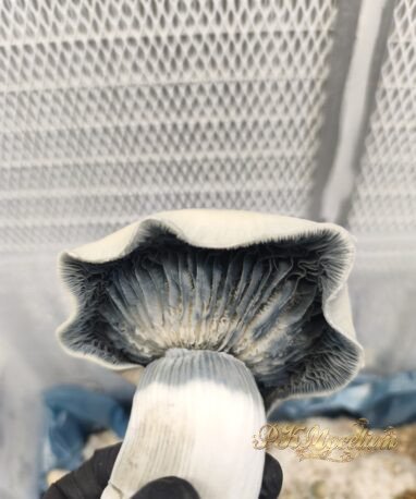 Micelio Profesional PK Mycelium Supernova