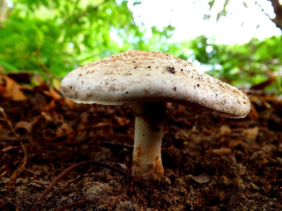 Agaricus alligator