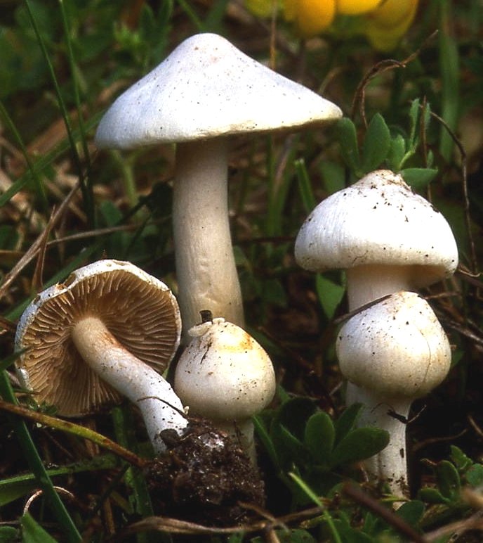 Inocybe geophylla