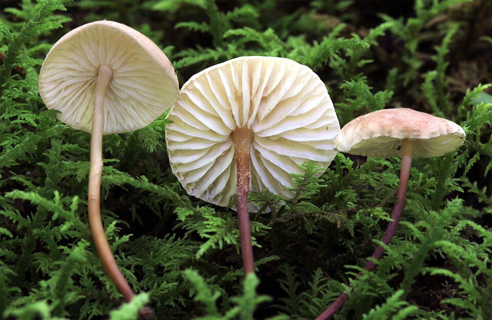 Mycetinis scorodonius